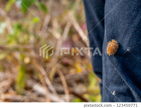 cocklebur seed pod attached to clothing of an outdoor hiker cocklebur seed pod attached to clothing of an outdoor hiker 123450771
