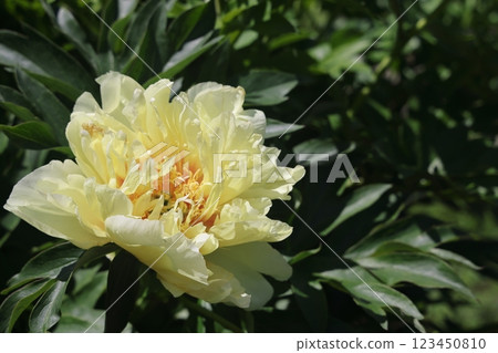 Peonies flower bloom on background of blurry peonies flower in peonies garden. Peonies flower bloom on background of blurry peonies flower in peonies garden. 123450810