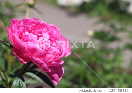Peonies flower bloom on background of blurry peonies flower in peonies garden. 123450811