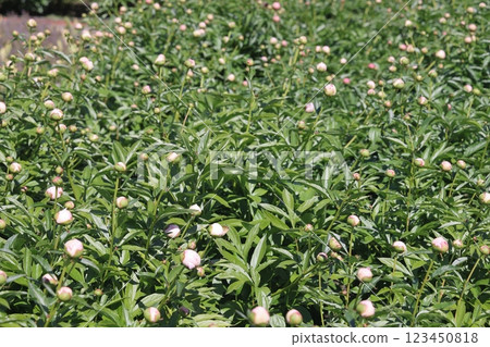 Peonies flower bloom on background of blurry peonies flower in peonies garden. 123450818