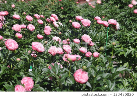 Peonies flower bloom on background of blurry peonies flower in peonies garden. Peonies flower bloom on background of blurry peonies flower in peonies garden. 123450820