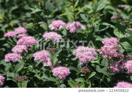 Spiraea japonica, Japanese meadowsweet, Japanese spiraea, or Korean spiraea. 123450822