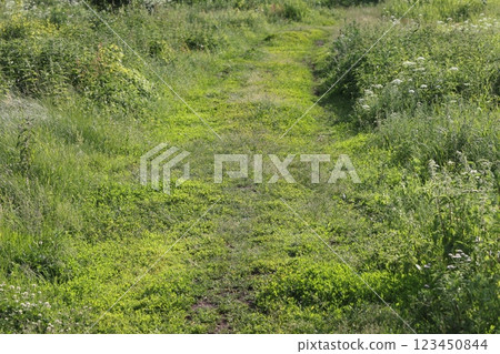 countryside dirt road in to the forest. green nature landscape in summer. 123450844