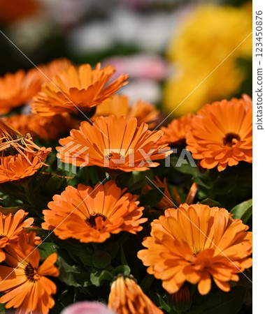 金盞花 (Calendula officinalis) 123450876