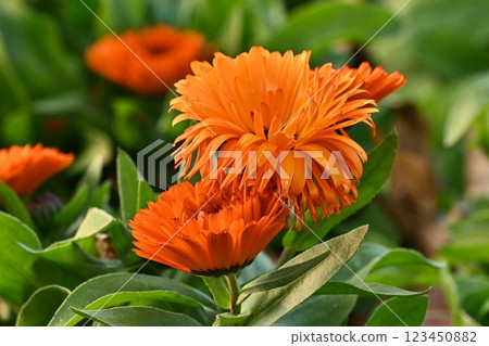 Calendula officinalis (Calendula officinalis) Calendula officinalis (Calendula officinalis) 123450882