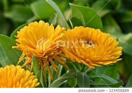 金盞花 (Calendula officinalis) 123450884