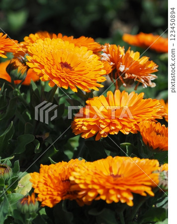 金盞花 (Calendula officinalis) 金盞花 (Calendula officinalis) 123450894