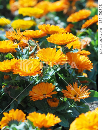 金盞花 (Calendula officinalis) 金盞花 (Calendula officinalis) 123450898
