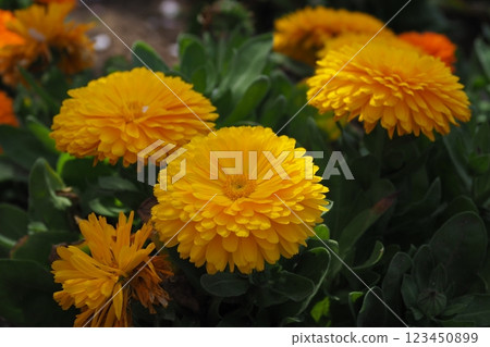 金盞花 (Calendula officinalis) 123450899