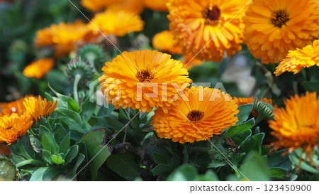 金盞花 (Calendula officinalis) 123450900