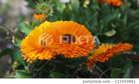 金盞花 (Calendula officinalis) 123450901