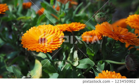 金盞花 (Calendula officinalis) 金盞花 (Calendula officinalis) 123450902