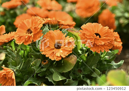 Calendula officinalis (Calendula officinalis) Calendula officinalis (Calendula officinalis) 123450912