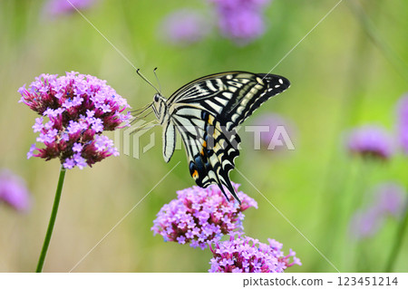 Spring image (Swallowtail butterfly / spring image) 123451214
