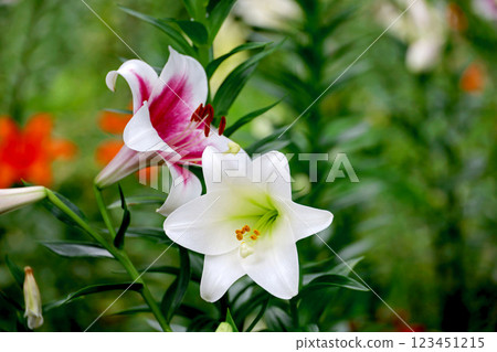 Lilies blooming in the field Lilies blooming in the field 123451215