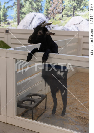 Little black goat on a kids farm.  123451350