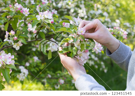 Gardener looking at flowers of blooming apple tree. Growing fruit trees. Gardener looking at flowers of blooming apple tree. Growing fruit trees. 123451545