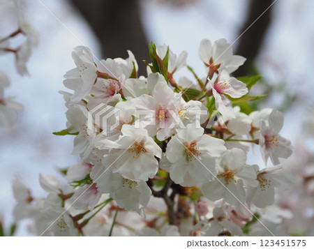 Cherry Blossom (Somei Yoshino) 123451575