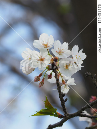 Cherry Blossom (Somei Yoshino) 123451576