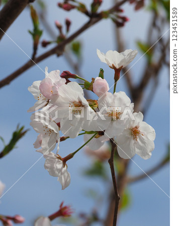 櫻花 櫻花 123451589