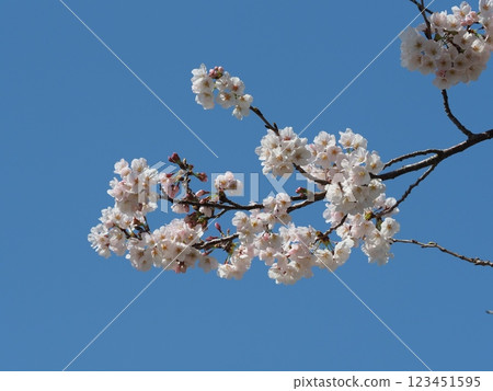 Cherry Blossom (Somei Yoshino) 123451595
