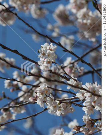 Cherry Blossom (Somei Yoshino) Cherry Blossom (Somei Yoshino) 123451600