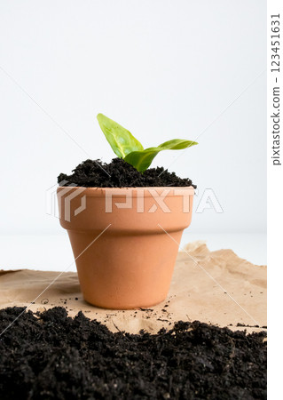 Bright green seedling in terracotta pot on brown paper background 123451631
