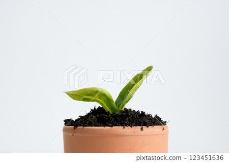 Young plant in terracotta pot on white background Young plant in terracotta pot on white background 123451636