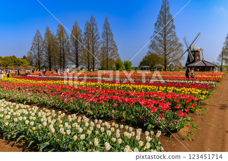 Tulips at Akebonoyama Agricultural Park, Kashiwa City, Chiba Prefecture Tulips at Akebonoyama Agricultural Park, Kashiwa City, Chiba Prefecture 123451714