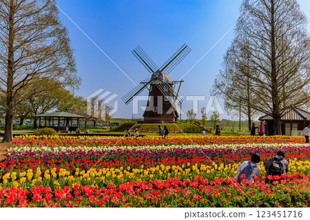 Tulips at Akebonoyama Agricultural Park, Kashiwa City, Chiba Prefecture 123451716