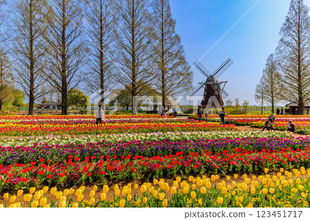 千葉縣柏市曙山農業公園的鬱金香 123451717