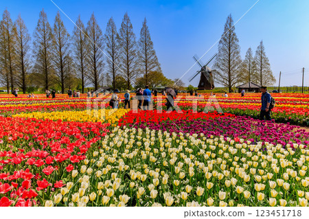 千葉縣柏市曙山農業公園的鬱金香 123451718