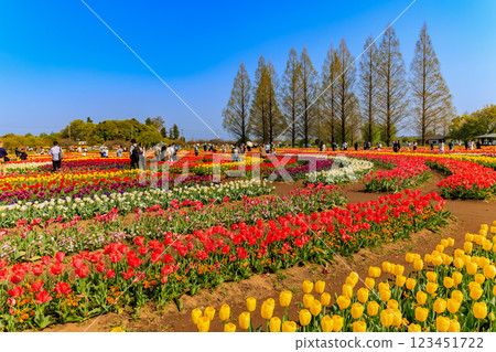 千葉縣柏市曙山農業公園的鬱金香 123451722