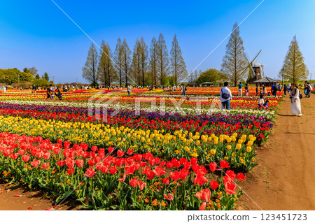 千葉縣柏市曙山農業公園的鬱金香 123451723