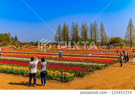 千葉縣柏市曙山農業公園的鬱金香 123451724