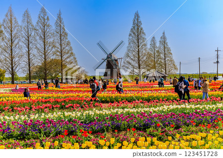 Tulips at Akebonoyama Agricultural Park, Kashiwa City, Chiba Prefecture 123451728
