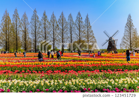 千葉縣柏市曙山農業公園的鬱金香 123451729