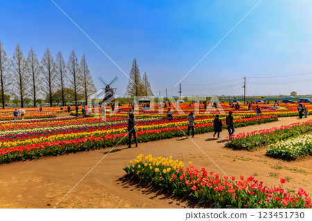 千葉縣柏市曙山農業公園的鬱金香 123451730
