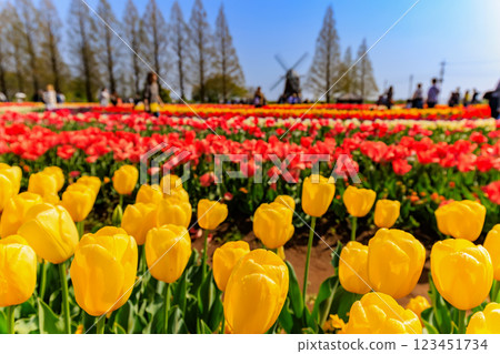 Tulips at Akebonoyama Agricultural Park, Kashiwa City, Chiba Prefecture Tulips at Akebonoyama Agricultural Park, Kashiwa City, Chiba Prefecture 123451734