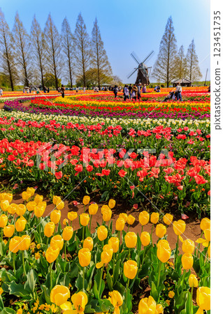 Tulips at Akebonoyama Agricultural Park, Kashiwa City, Chiba Prefecture Tulips at Akebonoyama Agricultural Park, Kashiwa City, Chiba Prefecture 123451735