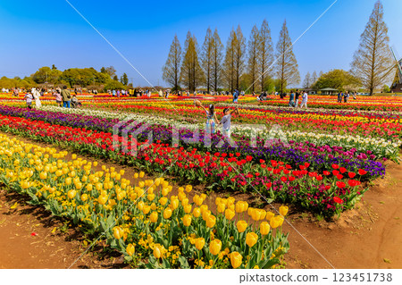 Tulips at Akebonoyama Agricultural Park, Kashiwa City, Chiba Prefecture 123451738
