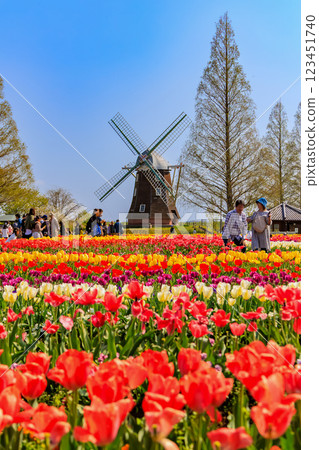 Tulips at Akebonoyama Agricultural Park, Kashiwa City, Chiba Prefecture 123451740