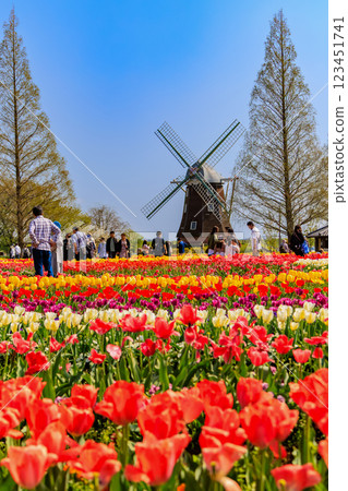 Tulips at Akebonoyama Agricultural Park, Kashiwa City, Chiba Prefecture Tulips at Akebonoyama Agricultural Park, Kashiwa City, Chiba Prefecture 123451741