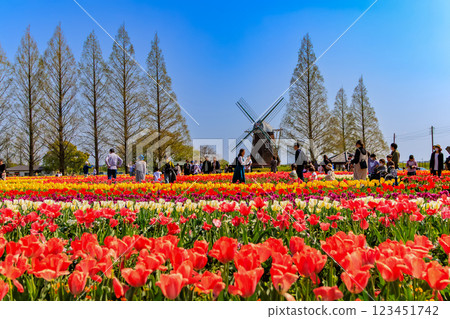 千葉縣柏市曙山農業公園的鬱金香 123451742