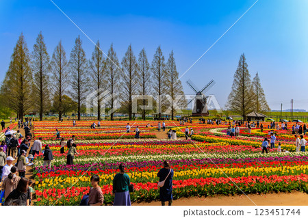 千葉縣柏市曙山農業公園的鬱金香 123451744