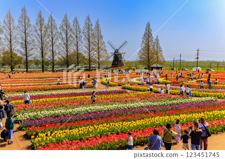 千葉縣柏市曙山農業公園的鬱金香 千葉縣柏市曙山農業公園的鬱金香 123451745