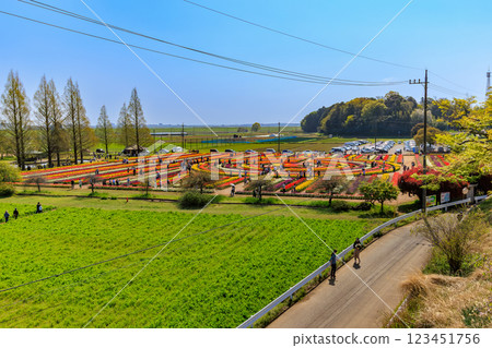 千葉縣柏市曙山農業公園的鬱金香 123451756