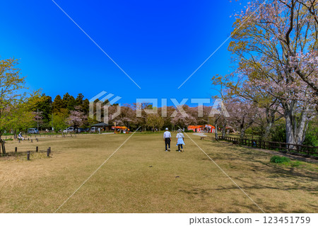 千葉縣柏市曙山農業公園櫻山 123451759