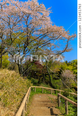 千葉縣柏市曙山農業公園櫻山 123451763
