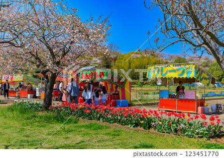 Tulips and food stalls at Akebonoyama Agricultural Park in Kashiwa City, Chiba Prefecture 123451770